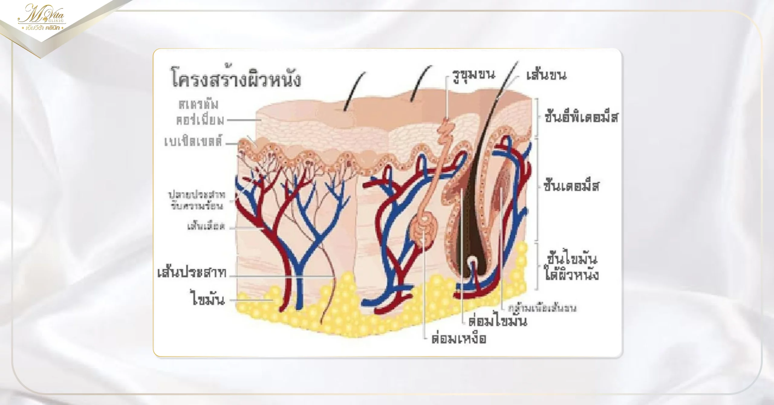 โครงสร้างผิว